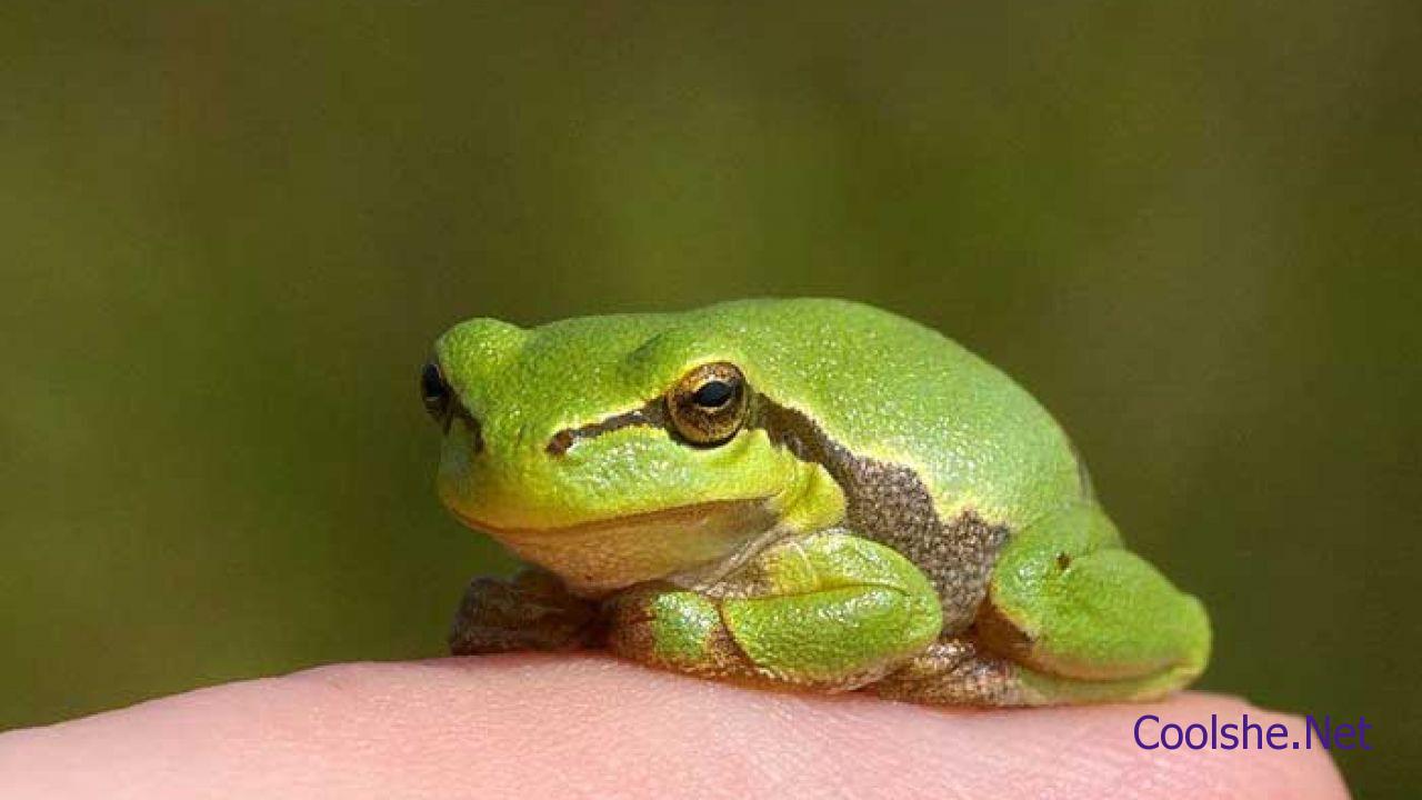 ماذا يسمى الضفدع الصغير؟