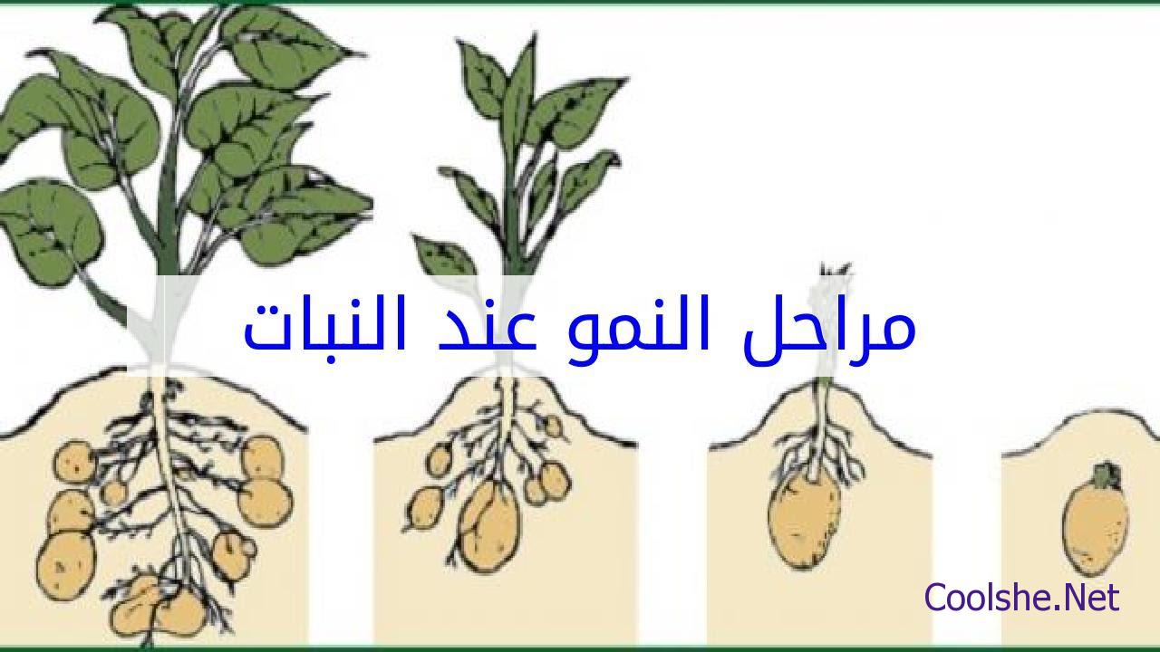 أي أجزاء النبات ينمو من البذرة أولاً؟