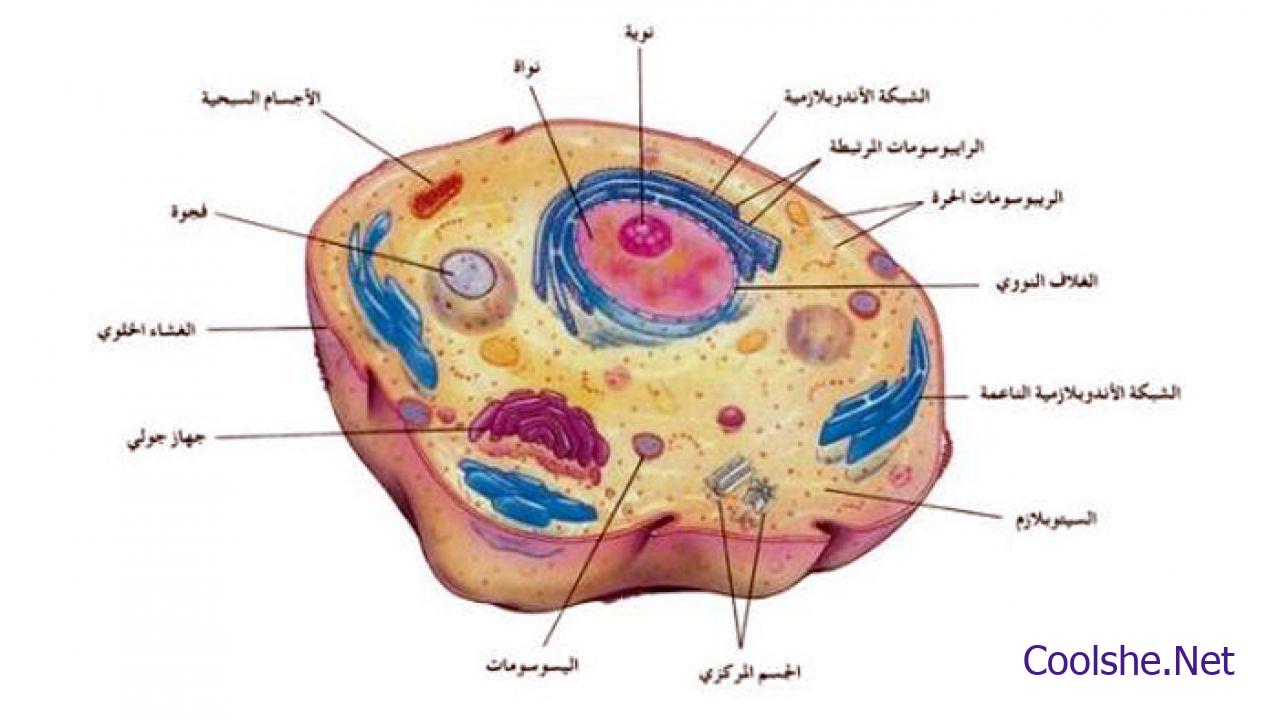 مركز اي الخلية يعد في ممايلي ؟ الطاقة اي ممايلي