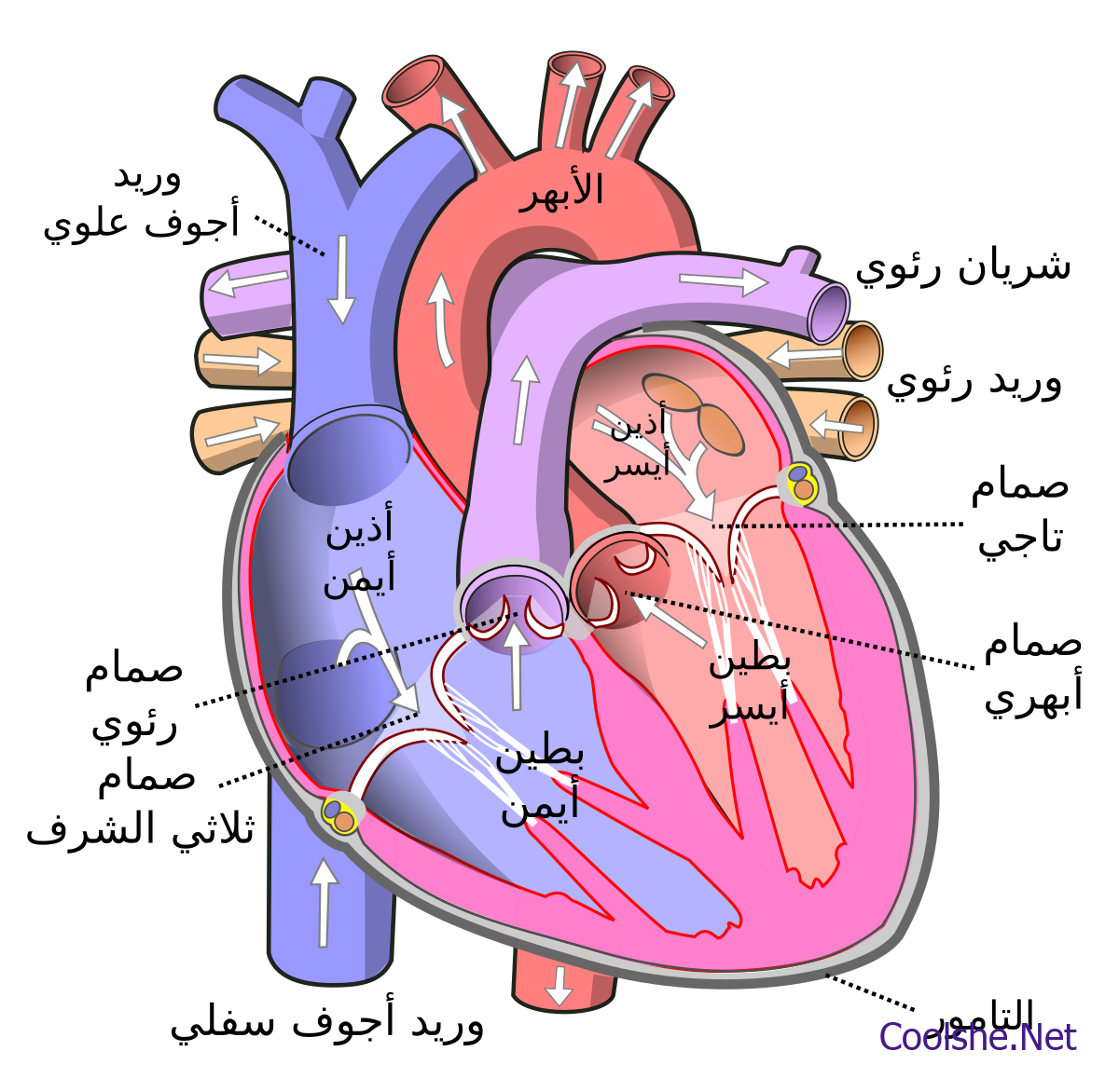 اين يدخل الدم الغني اولا بيت العلم