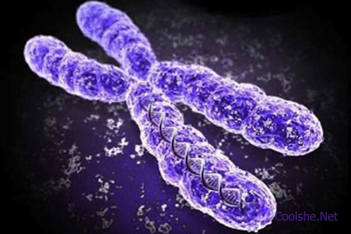 عدد الكروموسومات الموجوده في الخليه الجسدية عند الانسان هي ٤٦ كروموسوم