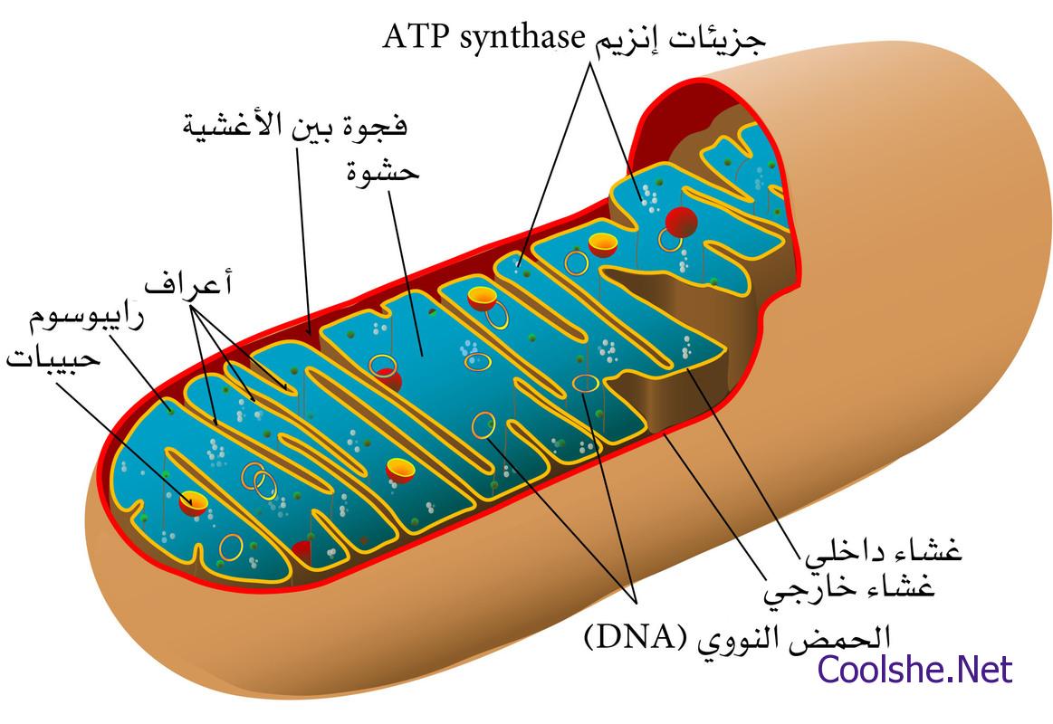 ليلى دراجتها تدفع تدفع ليلى