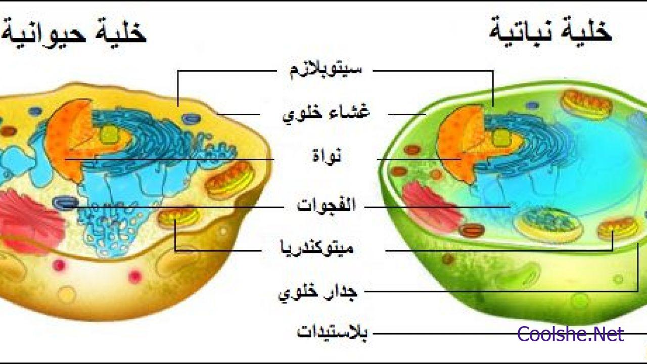 الحيوانيه للخليه في موجوده الوراثيه المعلومات معظم المعلومات