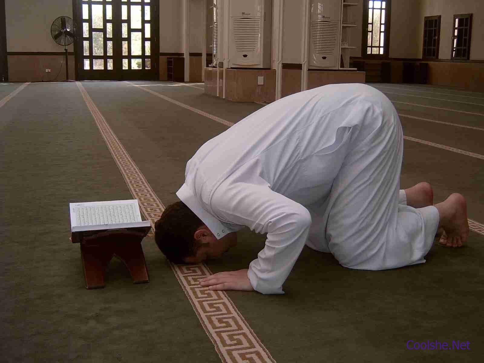 ما هو معنى فاحص القطط ؟