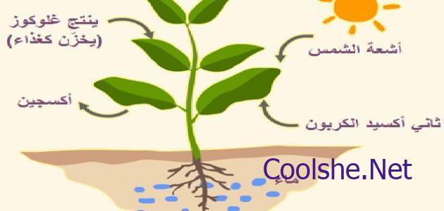 أي من طبقات الارض تكون مصدر الحمم البركانية كل شي