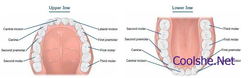 احد اصناف اسنان الفم في الانسان