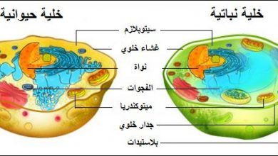 بحيث الفعلي كان أمتار الطول مصغر إذا طول فما لسفينة، من نموذج النموذج ٣٠ الطول ٥ الفعلي للسفينة سم سم، صنع للسفينة، ١ كل يمثل صنع نموذج