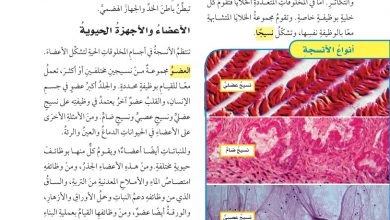 تشكل مجموعة الخلايا المتشابهة معا التي تقوم بالوظيفة نفسها