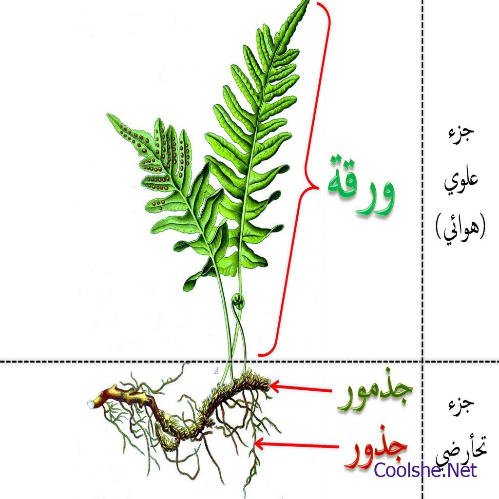 تساعد إستراتيجية القراءة المركزة للاستذكار على: