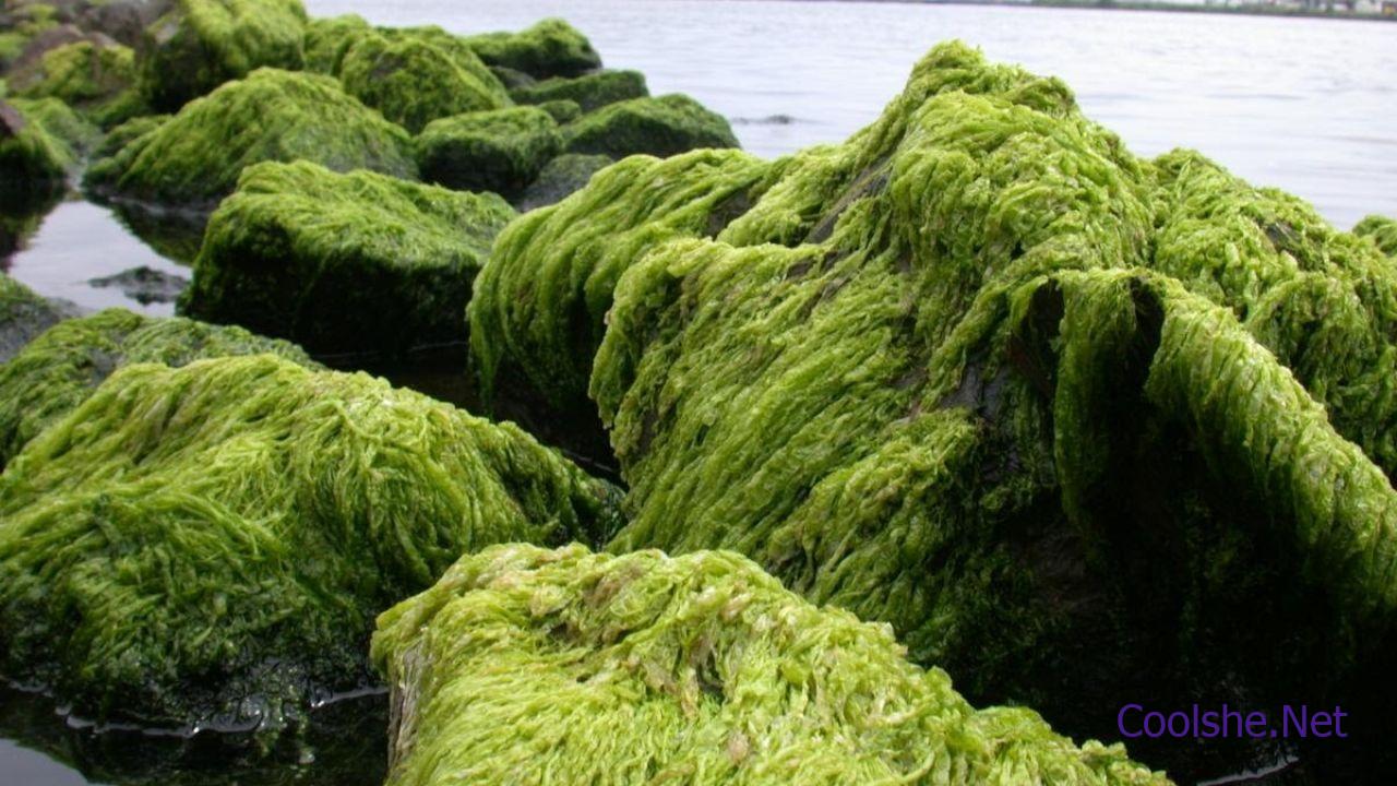 مختلفة أعماق الطحالب على يسهم الصبغات في في اختلاف توزيعها الماء في نوع ما الذي