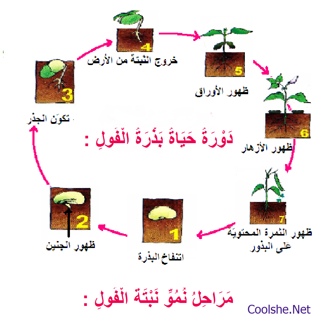 النبات مطوية عن دورة حياة تلخيص درس